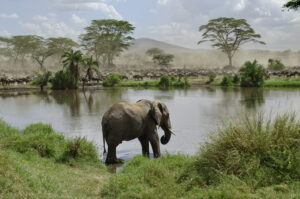 Lake Manyara safari Tarangire company