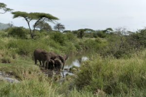 Nyerere national park safari Tarangire travel guide