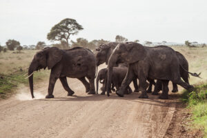 Tanzania wildlife safari Tarangire planning
