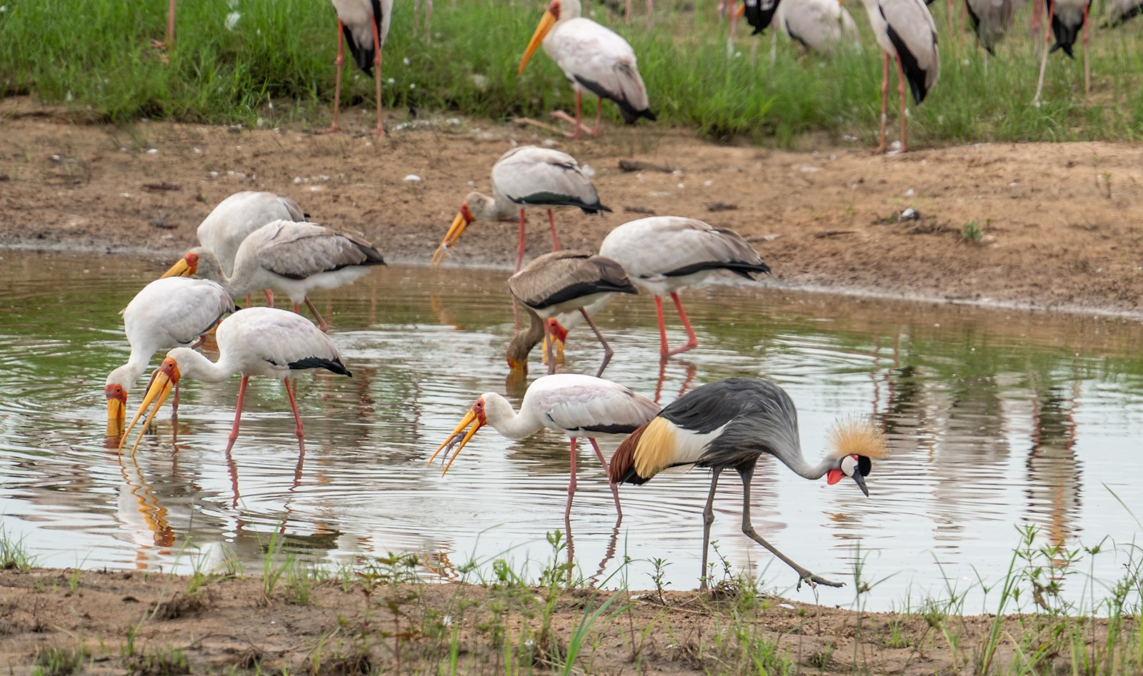 Tanzania safari tour deal