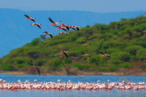 Lake Manyara Safari Nyerere Holiday