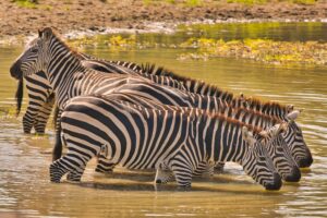 Tanzania Safaris