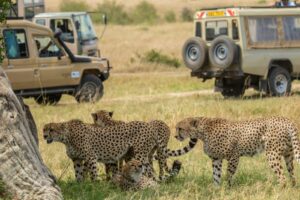 Nyerere Ruaha Safari