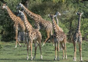 Family Tanzania Safari Travel Guide