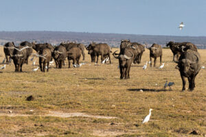 Ngorongoro Crater safari Southern Circuit vacation