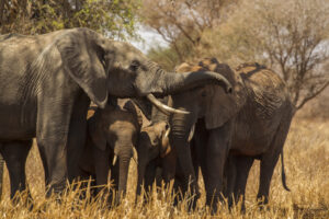all inclusive Tarangire safari vacation