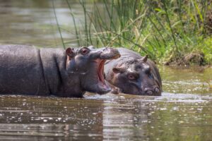 Family Nyerere National Park safari price