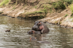 Premium Nyerere National Park Safari Itinerary