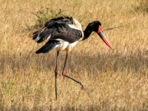 Tanzania safari package Tanzania price