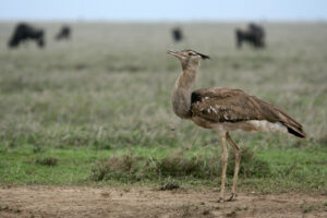 Best Tanzania Safari Tour Packages