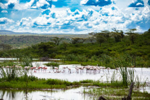 Lake Manyara Safari Ruaha Experience