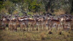 Nyerere National Park Safari Lake Manyara Trip