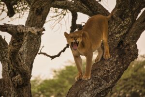 Lake Manyara safari Southern Circuit trip