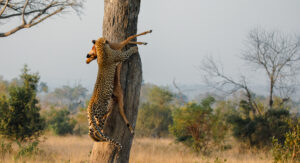 Guided Tanzania Safari Tour Packages