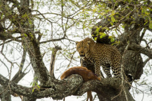 Private Serengeti safari tours