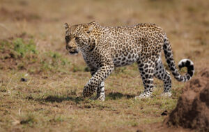 Lake Manyara Safari Southern Circuit Price
