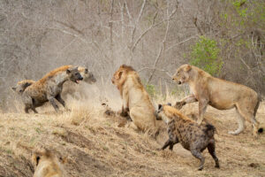 Private Tanzania Wildlife Safari Itinerary