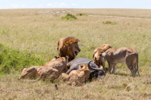 Exclusive Tanzania safari itinerary cost