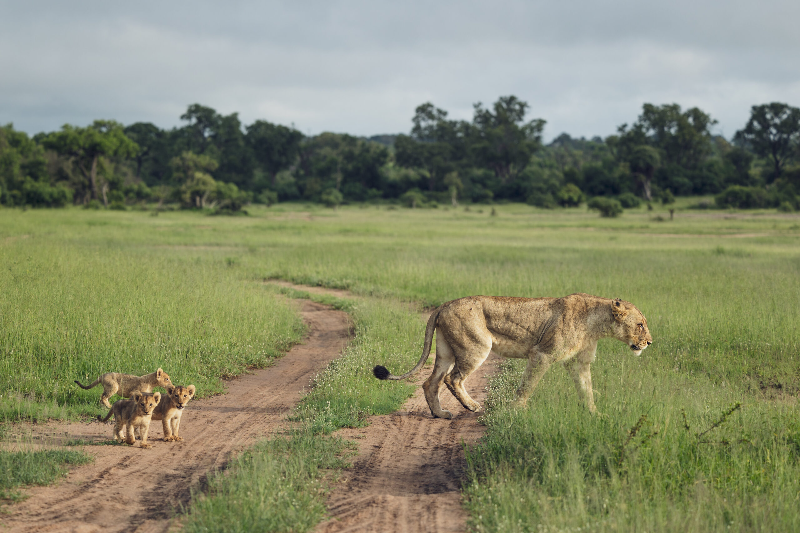 Serengeti safari Nyerere itinerary