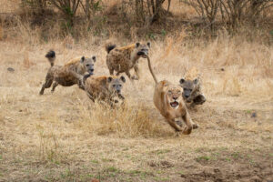 Tanzania safari tour Nyerere cost