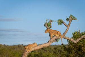 Fly In Lake Manyara Safari Deal