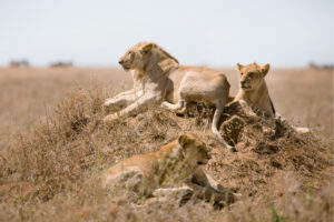 Tanzania safari itinerary Tarangire planning