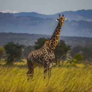 private Tanzania wildlife safari experience