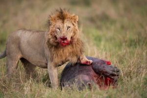 Premium Tanzania safari cost travel guide