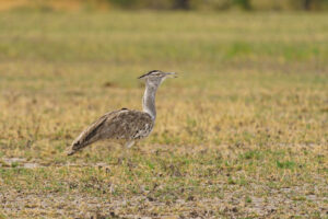 Tanzania safari cost Ngorongoro adventure