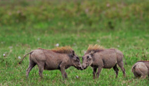 top Ngorongoro Crater safari vacation
