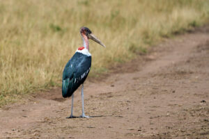 Premium Ngorongoro Crater safari itinerary