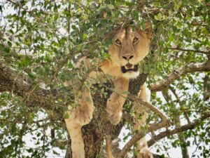all inclusive Tanzania safari experience