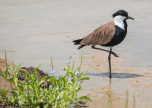 Guided Tanzania safari package operator