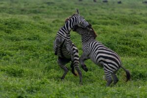 Fly in Tanzania safari package itinerary