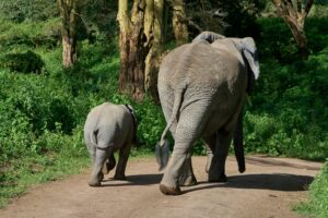 Luxury Tanzania Safari Itinerary Tours