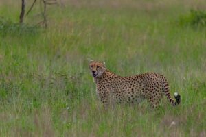 Tanzania Safari Package Holiday