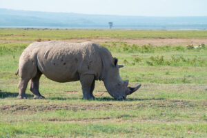 Ngorongoro Crater safari Arusha vacation