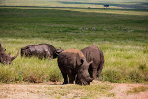 Lake Manyara safari Ngorongoro cost