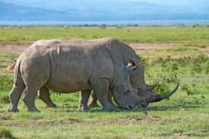 Ngorongoro Crater safari Southern Circuit travel guide