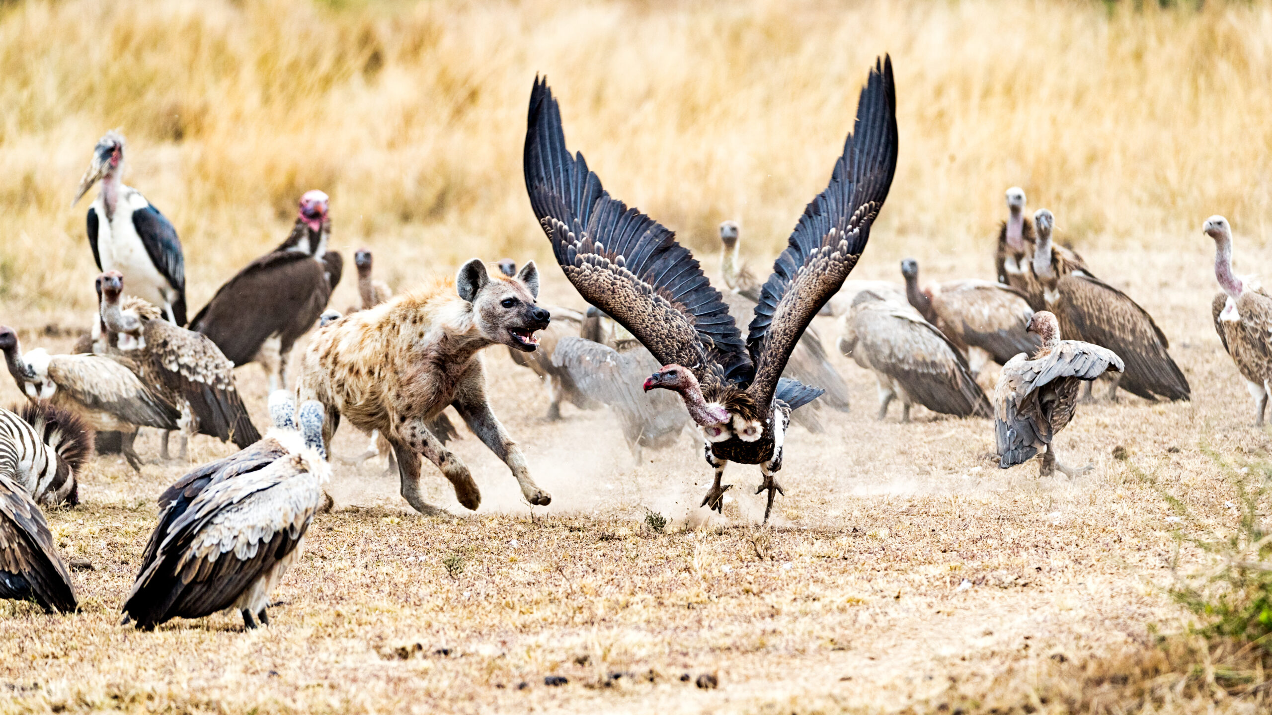 Fly in Ruaha safari price