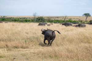 Serengeti safari Tarangire itinerary