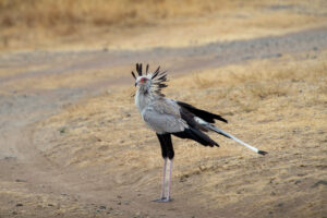 Exclusive Lake Manyara Safari