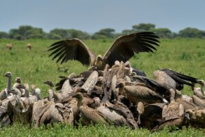 Group Tanzania Safari Cost Trip