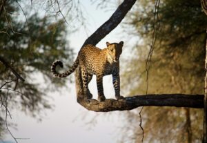 affordable Nyerere national park safari