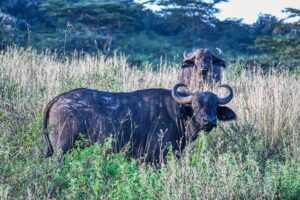 Top Nyerere National Park Safari Itinerary