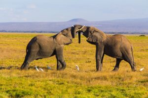 Tanzania Wildlife Safari Nyerere Adventure