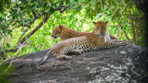 exclusive Nyerere National Park safari