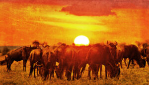 Group Tanzania wildlife safari travel guide