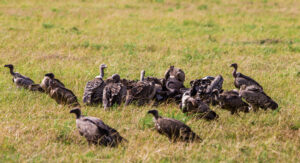 Southern Circuit Ngorongoro Crater Safari