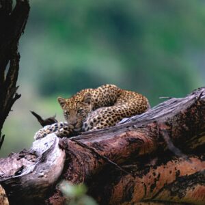 Tanzania safari package Northern Circuit trip